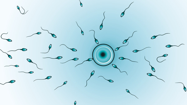 哪些行为容易伤害精子？提高男性精子质量的方法有哪些？