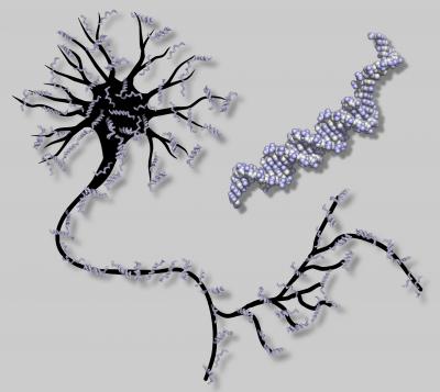 加州理工科研人员首次用DNA构造出人工神经网络