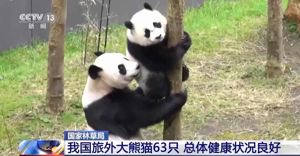 国家林草局：我国旅外大熊猫63只 总体健康状况良好