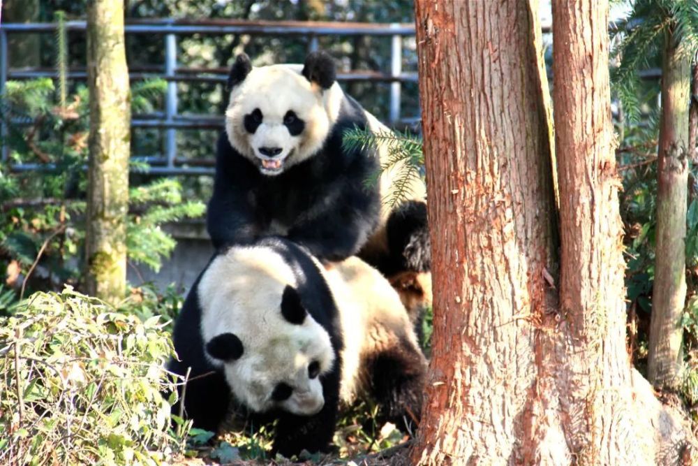 从受精到怀孕最长可达324天，大熊猫的胚胎延迟着床现象