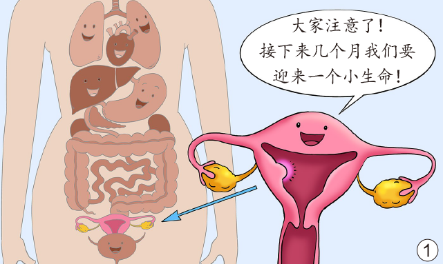 【漫绘科普】怀孕时，器官是怎么发生“位移”的？