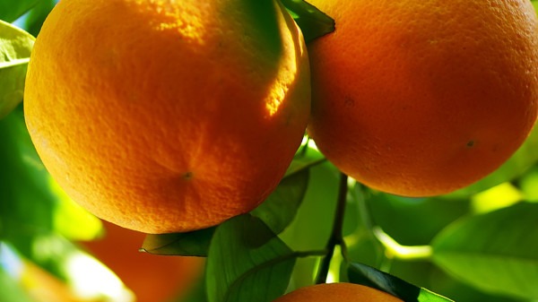 橘子和酸奶能一起吃吗？（橘子和牛奶能一起吃吗？）