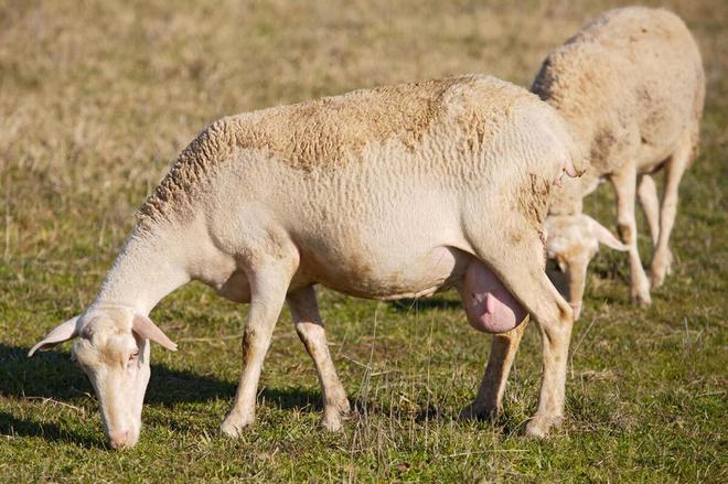 母羊怀孕期间需要补充哪些营养？（母羊怀孕期间应该补充哪些营养）