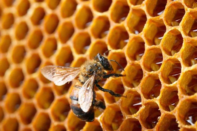 保健养生丨蜂产品背后的秘密你知道多少？