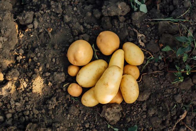 吃土豆，究竟是减肥还是增肥？