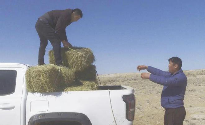新疆福海县：9匹怀孕野马吃上“营养餐”